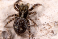 Un mle immature (Araneae - Salticidae - Pseudeuophrys erratica)
